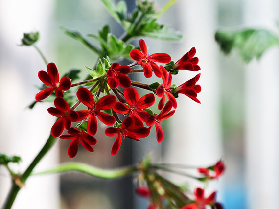 Catorce (y más) geranios  para aportar color, perfume o aire silvestre a la terraza (1ª parte)